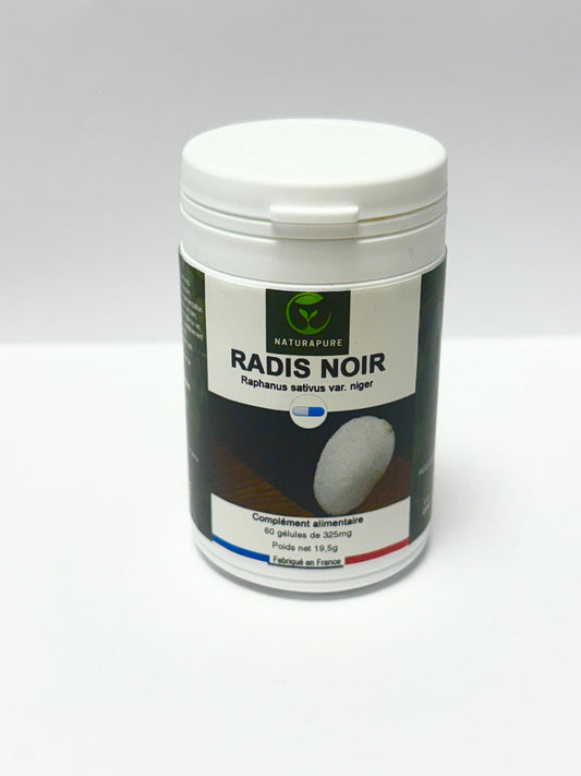 RADIS NOIR – Raphanus sativus var. niger